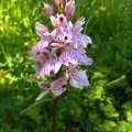 common spotted orchid ex 2017-06-10 11_50_02 (800).jpg